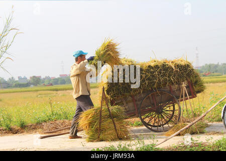 HAI Duong, Vietnam, octobre, 26 : Homme non identifié que les faisceaux de riz et plantent du riz à l'intérieur du lagon, le 26 octobre 2014 à Hai Duong, Vietnam. Banque D'Images