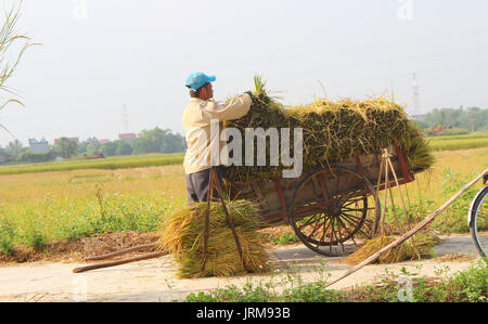 HAI Duong, Vietnam, octobre, 26 : Homme non identifié que les faisceaux de riz et plantent du riz à l'intérieur du lagon, le 26 octobre 2014 à Hai Duong, Vietnam. Banque D'Images