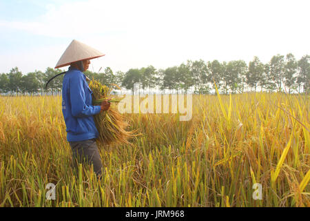 HAI Duong, Vietnam, octobre, 26 : Vietnamese woman farmer la récolte sur un champ de riz le 26 octobre 2014 à Hai Duong, Vietnam. Banque D'Images