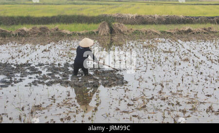 Haiduong, Vietnam, décembre, 24 : agricultrice travaillant dans le domaine de hoe, Décembre 24, 2014 à Hai Duong, Vietnam. Banque D'Images