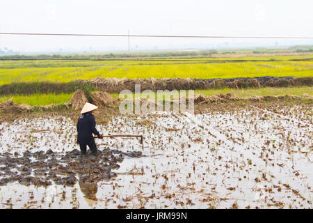 Haiduong, Vietnam, décembre, 24 : agricultrice travaillant dans le domaine de hoe, Décembre 24, 2014 à Hai Duong, Vietnam. Banque D'Images