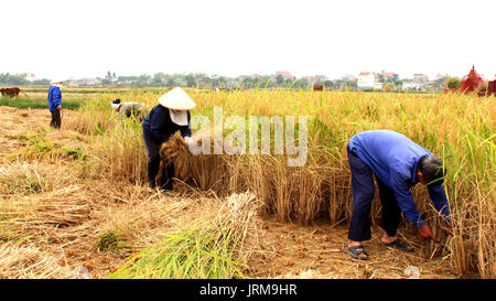 HAI Duong, Vietnam, Novembre, 6 : les agriculteurs vietnamiens la récolte sur un champ de riz, le 6 novembre 2013 à Hai Duong, Delta du Fleuve Rouge, au Vietnam. Cultivati Riz Banque D'Images