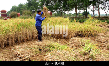 HAI Duong, Vietnam, Novembre, 6 : les agriculteurs vietnamiens la récolte sur un champ de riz, le 6 novembre 2013 à Hai Duong, Delta du Fleuve Rouge, au Vietnam. Cultivati Riz Banque D'Images