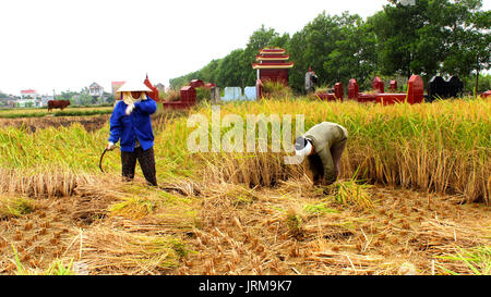 HAI Duong, Vietnam, Novembre, 6 : Vietnamese woman farmer la récolte sur un champ de riz, le 6 novembre 2013 à Hai Duong, Delta du Fleuve Rouge, au Vietnam. Culte du riz Banque D'Images