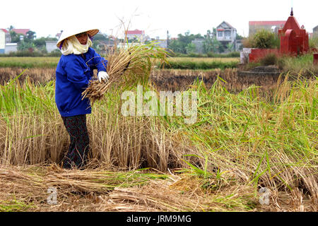 HAI Duong, Vietnam, Novembre, 6 : Vietnamese woman farmer la récolte sur un champ de riz, le 6 novembre 2013 à Hai Duong, Delta du Fleuve Rouge, au Vietnam. Culte du riz Banque D'Images