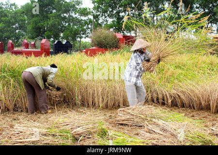 HAI Duong, Vietnam, Novembre, 6 : Vietnamese woman farmer la récolte sur un champ de riz, le 6 novembre 2013 à Hai Duong, Delta du Fleuve Rouge, au Vietnam. Culte du riz Banque D'Images