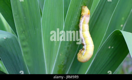 Caterpillar on leaf Banque D'Images