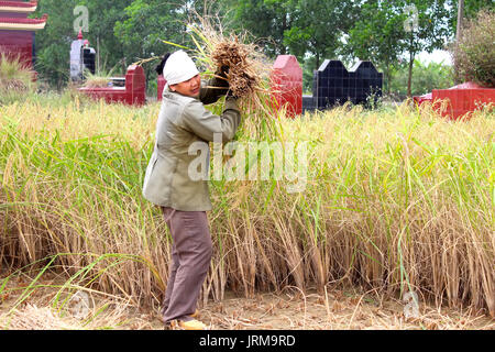 HAI Duong, Vietnam, Novembre, 6 : Vietnamese woman farmer la récolte sur un champ de riz, le 6 novembre 2013 à Hai Duong, Delta du Fleuve Rouge, au Vietnam. Culte du riz Banque D'Images