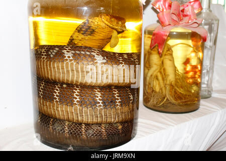 Boire de l'alcool vietnamien avec des serpents Banque D'Images