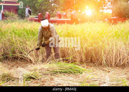 HAI Duong, Vietnam, Novembre, 6 : Vietnamese woman farmer la récolte sur un champ de riz, le 6 novembre 2013 à Hai Duong, Delta du Fleuve Rouge, au Vietnam. Culte du riz Banque D'Images