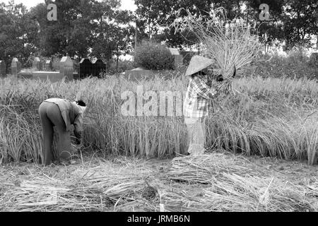 HAI Duong, Vietnam, Novembre, 6 : Vietnamese woman farmer la récolte sur un champ de riz, le 6 novembre 2013 à Hai Duong, Delta du Fleuve Rouge, au Vietnam. Culte du riz Banque D'Images