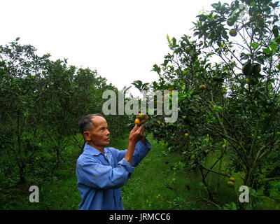 HAI Duong, Vietnam, septembre, 1 : récolte de l'agriculteur des oranges dans le jardin, Septembre 1, 2013 à Hai Duong, Vietnam. L'orange est le fruit de spécialité Banque D'Images