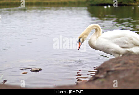 Boire de l'étang des cygnes au Royaume-Uni Banque D'Images