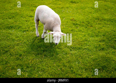 Agneau bébé animal mignon. face à meadow permanent yorkshire sculpture park Banque D'Images