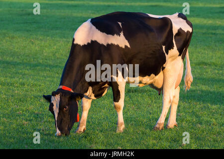 Noir et blanc Friesian Holstein vache paissant dans une prairie. Banque D'Images