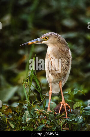 Indian Pond Heron,(Ardeola grayii), la non-reproduction de Keoladeo Ghana, plumage National Park, Bharatpur, Rajasthan, Inde Banque D'Images