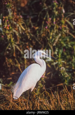 Aigrette intermédiaire,(Ardea intermedia), Parc national de Keoladeo Ghana, Bharatpur, Rajasthan, Inde Banque D'Images