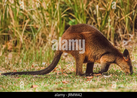 Bicolores, (Wallabia bicolor), Byron Bay, New South Wales, Australia Banque D'Images