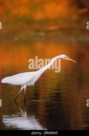 Grand Egret ou Grand Egret blanc, Casmerodius albus ou Ardea albus, parc national de Keoladeo Ghana, Bharatpur, Rajasthan, Inde Banque D'Images