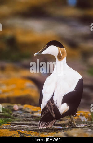 L'Eider à duvet mâle Canard, (Somateria mollissima), sur des rochers avec le lichen, Iles Farne, Northumberland, Northumbria, Îles britanniques, Royaume-Uni Banque D'Images