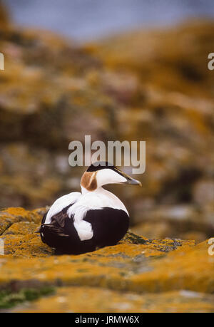 L'Eider à duvet mâle Canard, (Somateria mollissima), sur des rochers avec le lichen, Iles Farne, Northumberland, Northumbria, Îles britanniques, Royaume-Uni Banque D'Images