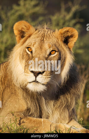 Lion (Panthera leo), homme, repos, portrait, Désert du Kalahari, Kgalagadi Transfrontier Park, Afrique du Sud Banque D'Images