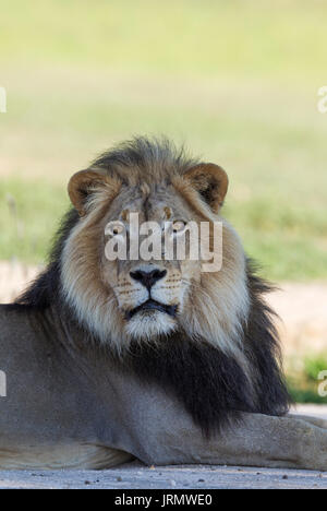 Lion (Panthera leo), mâle du Kalahari à crinière noire, de repos, saison des pluies avec un cadre verdoyant, portrait, Désert du Kalahari Banque D'Images