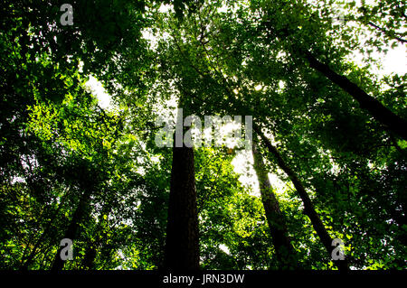 Regardant les arbres et les feuilles Banque D'Images