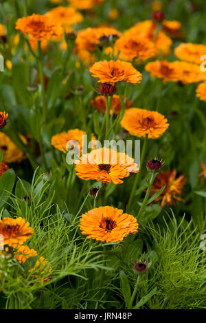 Calendula officinalis fleurs. Banque D'Images