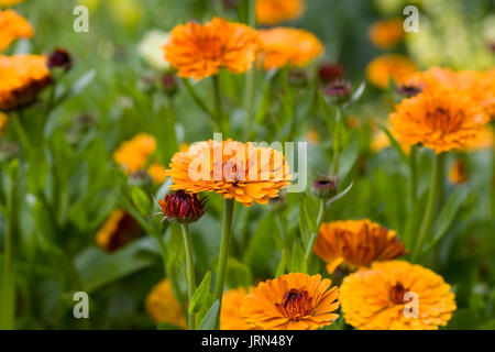 Calendula officinalis fleurs. Banque D'Images