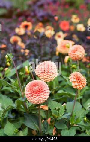 Dahlias Orange dans le jardin. Banque D'Images