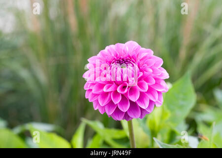 Fleur de dahlia rose dans le jardin. Banque D'Images