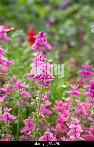 Salvia viridis. Sage peint de fleurs. Banque D'Images