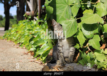 Chaton, 7 semaines, à la recherche entre les feuilles de lierre Banque D'Images