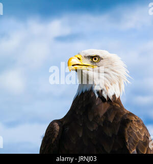 Portrait du chef de l'American pygargue à tête blanche Haliaeetus leucocephalus, contre ciel brouillé Banque D'Images