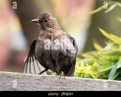 Portrait de femme adulte merle noir, Turdus merula, assis et sécher les plumes d'ailes après un bain Banque D'Images