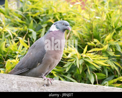 Portrait de pigeon ramier, Columba palumbus, percher sur poutre en bois dans jardin Banque D'Images