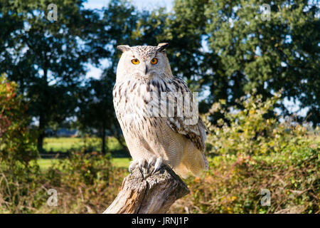 Portrait of Siberian eagle d'Amérique, Bubo bubo sibiricus, assis sur le tronc de l'arbre en automne Banque D'Images