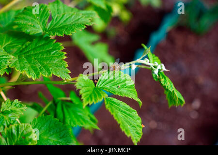 HOVERFLY SUR BUSH DE CASSIS Banque D'Images