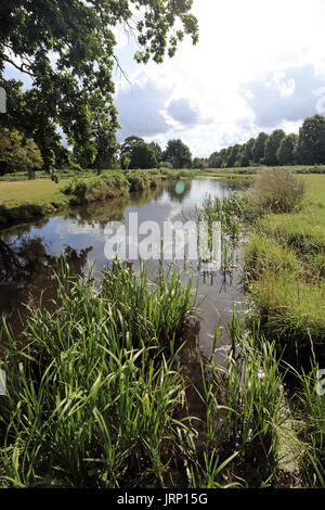 Bushy Park, SW London, Royaume-Uni. 6 Août, 2017. Beaux reflets dans le Longford rivière sur un beau jour Bushy Park South West London UK. Credit : Julia Gavin UK/Alamy Live News Banque D'Images