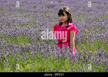 Hitchin Lavande, Cadwell ferme, Hertfordshire. UK, 6 août 2017 - Un jeune visiteur marche à travers le champ de lavande sur une ensoleillée et chaude journée du mois d'août, à Hitchin lavande dans Cadwell ferme, près de Ickleford en Hertfordshire. La ferme est célèbre pour ses champs de lavande en été, et se développe dans le commerce de la lavande pour les visiteurs de les cueillir. Credit : Dinendra Haria/Alamy Live News Banque D'Images