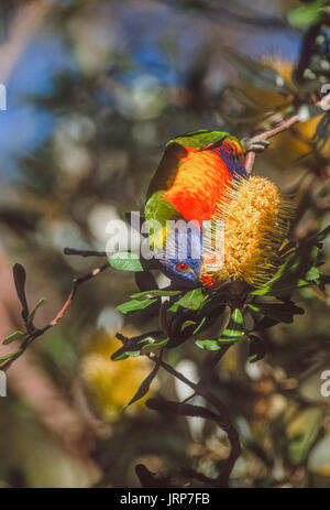 Rainbow lorikeet, (trichoglossus moluccanus), en se nourrissant de nectar de bottlebrush, callistemon (), New South Wales, Australie Banque D'Images