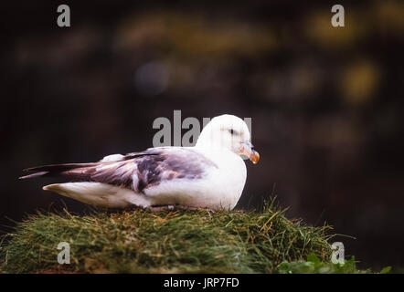 , Fulmar (Fulmarus glacialis), au repos, les îles Farne,National Trust, Northumberland, Royaume-Uni, Iles britanniques Banque D'Images