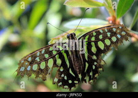 Papillon papillon à Wonderland, Scottsdale, AZ. Banque D'Images