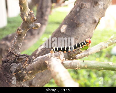 Larve Pseudosphinx tetrio (caterpillar) sur un frangipani défoliés, Anguilla, BWI. Banque D'Images