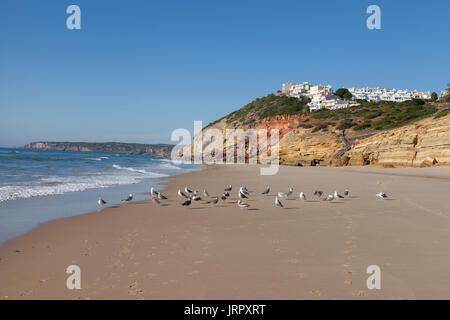 Salema, Portugal : Flock of seagulls réunis sous un immeuble moderne le long de la plage Praia da Salema. Banque D'Images