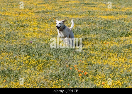 Chiot Labrador exécutant dans Wildflowers Banque D'Images