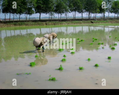 HAI Duong, Vietnam, le 26 juin : les agriculteurs du riz cultivé dans le domaine le 26 juin 2013 à Hai Duong, Vietnam. Le riz est le plus ancien professionnel au Vietnam rural. Banque D'Images