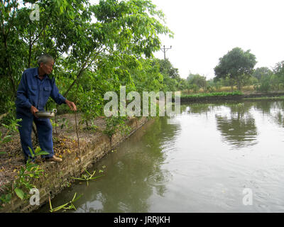 HAI Duong, Vietnam, juillet, 20 : agriculteur vietnamien pour nourrir les poissons, 20 juillet 2013 à Hai Duong, Delta du Fleuve Rouge, au Vietnam. Banque D'Images