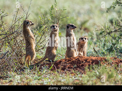 Un groupe de suricates vérifie sur leur environnement avant de quitter leur terrier le matin dans le sud de savane africaine Banque D'Images